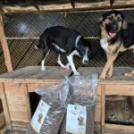 Zwei Hunde stehen auf einer Holzplattform in einem Tierheim. Vor ihnen stehen zwei große Tüten mit Hundefutter, auf deren Etiketten ein Hund abgebildet ist. Der Hintergrund besteht aus gemusterten schwarzen und gelben Platten.
