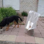Ein schwarz-brauner Hund beschnüffelt den Boden in der Nähe eines Bordsteins, während eine große, durchsichtige Tüte mit trockenem Hundefutter aufrecht auf einem gefliesten Bürgersteig daneben steht. Im Hintergrund sind eine Ziegelmauer und überwuchertes Gras zu sehen.