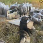 Vier Hunde stehen zwischen großen Säcken mit Erde oder Mulch, die auf einer Wiese liegen. Ein Hund nähert sich den anderen, während die Umgebung natürlich und rustikal ist.