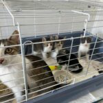 Eine Katzenmutter und sechs Kätzchen sitzen in einem blau-weißen Drahtkäfig. Die Mutterkatze steht vorne und schaut nach draußen, während die Kätzchen im hinteren Teil des Käfigs zusammen sind und spielen.