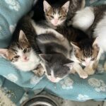 Fünf Kätzchen, meist weiß und gestromt und eines grau-weiß, kuscheln auf einer blauen Decke mit Pfotenabdrücken. Eine Metallschüssel mit Katzentrockenfutter steht in der Nähe auf dem Boden. Die Kätzchen schauen zur Kamera auf.