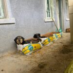 Zwei Hunde liegen bequem in getrennten Bananenkartons aus Pappe draußen auf einem schmutzigen Boden neben einem grauen Gebäude mit Fenstern und einer Tür. Um sie herum ist Stroh verstreut.