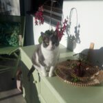 Eine grau-weiße Katze sitzt auf einem mintgrünen Schrank im Sonnenlicht. Dahinter stehen eine rosa Orchideenpflanze und ein geflochtenes Tablett mit einer kleinen Topfpflanze. Im Hintergrund steht ein grüner Stuhl mit einem geblümten Kissen.