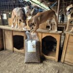 Mehrere Hunde stehen auf hölzernen Hundehütten in einem Tierheim und spielen miteinander. Vor den Hütten steht eine große Tüte mit Hundefutter, und ein Hund ruht sich in einer Hütte aus. Die Szene wirkt lebendig und aktiv.