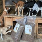 Fünf Hunde versammeln sich um und auf einer hölzernen Plattform, schnüffeln neugierig und untersuchen zwei große, durchsichtige Tüten, die mit trockenem Hundefutter gefüllt sind und vor der Plattform stehen.