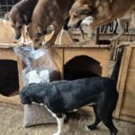 Drei braune Hunde stehen auf einer hölzernen Hundehütte, während ein schwarz-weißer Hund vor einer großen Tüte mit Hundefutter neben der Hundehütte steht. Die Umgebung scheint ein Tierheim oder ein Zwinger zu sein.