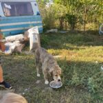 Ein braun-weißer Hund frisst aus einer Metallschüssel auf einem grasbewachsenen Boden in der Nähe eines blauen Wohnmobils. In der Nähe sind Tüten mit Hundefutter und die Beine eines Menschen zu sehen, mit Bäumen und Sonnenlicht im Hintergrund.