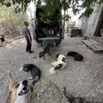 Mehrere Hunde liegen auf dem Boden in der Nähe eines Lieferwagens, dessen hintere Türen geöffnet sind. Zwei Menschen stehen neben dem Lieferwagen unter einem Baum, und ein Hund im Vordergrund schaut mit offenem Maul in die Kamera.