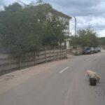 Ein heller Hund frisst aus einem schwarzen Eimer am Rande einer ruhigen, leeren Straße, die von Bäumen und einem Holzzaun gesäumt ist. Mehrere geparkte Autos und ein zweistöckiges Haus sind unter dem bewölkten Himmel zu sehen.