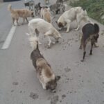 Eine Gruppe von streunenden Hunden versammelt sich auf einer ruhigen Straße und frisst verstreutes Futter. Einige Autos sind in der Nähe geparkt, und Bäume und Büsche säumen die Straße. Der Himmel ist bedeckt.