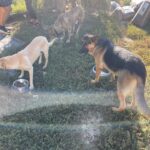 Drei Hunde - ein Deutscher Schäferhund, ein heller Hund und ein gestromter Hund - fressen aus Näpfen auf einem grasbewachsenen Boden im Freien. Zwei Menschen stehen teilweise sichtbar im Hintergrund. Das Sonnenlicht fällt auf die Szene.