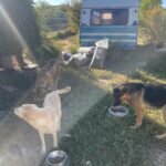 Drei Hunde stehen auf einem grasbewachsenen Boden in der Nähe von Metallnäpfen und fressen. Hinter ihnen stehen ein blau-weißes Wohnmobil und einige Taschen. Die Sonne scheint herein und das Grün umgibt die Gegend.