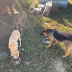 Drei Hunde fressen aus Metallschüsseln, die in einem sonnigen Außenbereich auf Gras stehen. Im Hintergrund sind große Tüten mit Hundefutter und ein blau-weißer Anhänger zu sehen.