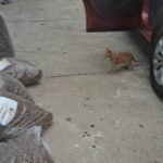 Eine Katze, die vor ein Auto läuft.