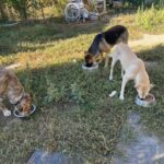 Drei Hunde, jeder mit einer anderen Fellfarbe, fressen aus Metallschüsseln, die auf dem Gras in einem Garten mit verstreuten Gegenständen und Grünzeug im Hintergrund stehen.