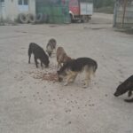 Fünf streunende Hunde fressen auf einem betonierten Boden in der Nähe eines Industriegebiets mit einem roten Lastwagen, einem kleinen Gebäude und Reifenstapeln im Hintergrund unter einem bewölkten Himmel verstreute Futterreste.