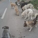Eine Gruppe streunender Hunde verschiedener Farben und Größen frisst auf einer verlassenen Straße, die von Bäumen und Zäunen gesäumt ist, Futter.