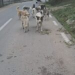 Eine Gruppe streunender Hunde läuft an einem bewölkten Tag eine ruhige, leere, von Bäumen und Zäunen gesäumte Straße entlang.