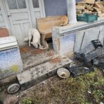 Ein weißer Hund frisst auf einer abgenutzten Türschwelle, während eine orangefarbene Katze auf einem Sims darüber sitzt. In der Nähe befinden sich Feuerholz, leere Kisten und verstreute Metallschüsseln in einem Hof mit lückenhaftem Gras.