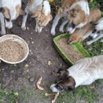 Fünf Hunde versammeln sich im Freien um Schüsseln mit Trockenfutter und ein paar Stückchen rohes Fleisch auf dem Boden und fressen gemeinsam auf einem Fleck Erde und Gras in der Nähe einiger Pflanzen.
