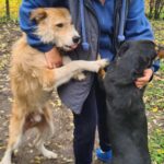 Eine Person in einem blauen Kapuzenpulli und Hausschuhen steht draußen und hält zwei verspielte Hunde - einen braunen und einen schwarzen - am Halsband, während die Hunde miteinander spielen. Der Boden ist mit Herbstblättern bedeckt.