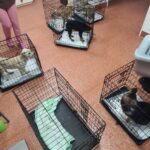 Fünf kleine Hunde in getrennten Drahtkisten auf einem rötlich-braunen Boden in einer Tierklinik. Eine Person steht in der Nähe, und auf einer Kiste liegt ein Handtuch. Der Raum hat weiße Wände und einen Untersuchungstisch im Vordergrund.