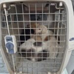 Drei Stinktiere liegen zusammen in einem Kunststofftransportbehälter mit einer Metallgittertür. Der Transportbehälter steht auf einer weißen Fläche in einem Fahrzeug. Die Stinktiere wirken ruhig und liegen eng aneinander gekuschelt.