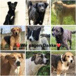 Eine Collage aus neun verschiedenen Hunden unterschiedlicher Rassen und Farben, mit den Worten Wir sagen Danke und zwei roten Herz-Emojis in der Mitte. Jeder Hund ist im Freien oder in einer neutralen Umgebung abgebildet.