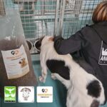 Eine Person in einer schwarzen Jacke streichelt einen schwarz-weißen Hund, der in einem Tierheim aus einem Napf frisst. Neben ihnen steht eine große Tüte mit Hundefutter. Drei Logos von Tierrettungsorganisationen sind unten links im Bild zu sehen.