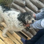 Eine Person in blauen Schuhen und einer hellen Jacke streichelt einen flauschigen schwarz-weißen Hund, der auf einer Holzpalette steht, während sich im Hintergrund Säcke mit Pellets stapeln.