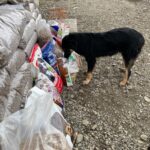 Ein schwarzer Hund steht auf dem Kies und schnüffelt an einer geöffneten Tüte mit Hundefutter inmitten mehrerer großer Tüten und Säcke mit Trockenfutter, die im Freien gestapelt und angeordnet sind.