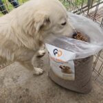 Ein großer weißer Hund steht neben einer offenen Tüte mit Hundefutter in einem eingezäunten Gehege und frisst daraus. Im Hintergrund sind Gras und die Beine eines Menschen zu sehen.