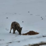Ein streunender Hund mit geflecktem Fell frisst Hundefutter von einem Haufen auf verschneitem Boden, umgeben von verstreuten grünen Pflanzen und Fußspuren.