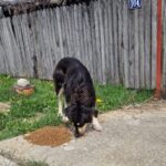 Ein schwarz-brauner Hund frisst Trockenfutter, das auf einem Betonweg in der Nähe eines verwitterten Holzzauns mit einem blauen Hausnummernschild 104 verstreut ist. In der Nähe wachsen Gras und Löwenzahn, im Hintergrund stehen kahle Bäume.