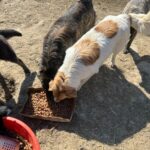 Vier Hunde fressen unter hellem Sonnenlicht Trockenfutter aus einer Pappschachtel und einem roten Napf auf einer unbefestigten Fläche. Es sind Schatten zu sehen, und die Hunde haben unterschiedliche Fellfarben und -muster.