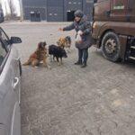 Eine Person in grauem Mantel und Hut füttert drei Hunde in der Nähe von geparkten Fahrzeugen auf einem gepflasterten Parkplatz und wirft den Hunden Futter zu, während diese aufmerksam zusehen.