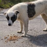 Ein weißer Hund mit schwarzen Flecken steht auf einem rissigen Pflaster und schaut in die Kamera, neben einem verstreuten Haufen von Trockenfutter. Bäume und Büsche sind im Hintergrund unscharf.