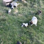 Eine Gruppe von Welpen und ein erwachsener Hund befinden sich auf einer Wiese in der Nähe eines Kartons und eines Strommastes. Einige Welpen sind in der Nähe des Kartons, während andere das Gras erkunden.