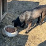 Ein schwarzer Hund frisst Trockenfutter aus einem großen grauen Napf im Freien auf einem mit Erde und Stroh bedeckten Boden in der Nähe einer Holzkonstruktion.