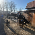 Eine Person geht an einem sonnigen Tag in der Nähe eines Holzgebäudes spazieren, umgeben von mehreren Hunden verschiedener Rassen und Größen, mit kahlen Bäumen und blauem Himmel im Hintergrund.