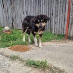 Ein schwarz-brauner Hund steht auf einem Weg neben einem Haufen Trockenfutter, vor einem verwitterten Holzzaun und einem Hausnummernschild mit der Nummer 104. In der Nähe wachsen Gras und gelbe Blumen.