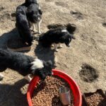 Vier schwarz-weiße Hunde versammeln sich um einen großen roten Futternapf auf trockenem, lückenhaftem Boden mit mehreren Schmutzlöchern. In der Nähe stehen kleinere Fressnäpfe, und rechts ist der Kopf eines weiteren Hundes teilweise zu sehen.