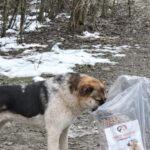 Ein schwarz-weißer Hund steht im Freien in der Nähe einer durchsichtigen Plastiktüte, die mit Trockenfutter gefüllt ist. Spärlicher Schnee bedeckt den Boden, und im Hintergrund sind blattlose Bäume zu sehen. Der Hund scheint an der Tüte zu schnüffeln.