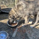 Ein großer, zotteliger Hund frisst im Freien Trockenfutter aus einem Napf, wobei ein Teil des Futters auf den Boden verschüttet wird. Ein zweiter leerer Metallnapf steht in der Nähe auf der mit Erde und Stroh bedeckten Fläche neben einem Drahtzaun.