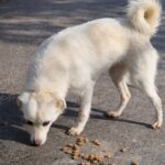 Ein weißer Hund mit eingerolltem Schwanz frisst braunes Futter, das auf einem Bürgersteig im Freien verstreut ist. Der Hintergrund zeigt eine Straße mit Bäumen und Sonnenlicht, das Schatten wirft.
