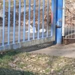 Eine weiße Katze liegt auf einem Betonweg hinter einem blauen Metalltor, teilweise in der Sonne. Der Vordergrund besteht aus lückenhaftem Gras und abgefallenen Blättern. Im Hintergrund sind weitere Pflastersteine und ein Drahtzaun zu sehen.