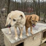 Zwei Hunde stehen nebeneinander auf einer verwitterten Hundehütte und lecken sich die Nasen. Im Hintergrund sind an einem bewölkten Tag blattlose Bäume und ein paar Gebäude zu sehen.