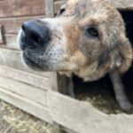 Nahaufnahme eines Hundes mit graubraunem Fell, der seinen Kopf aus einer rustikalen hölzernen Hundehütte streckt, mit Stroheinstreu im Inneren und der Nase des Hundes im Vordergrund.