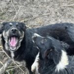 Zwei schwarz-weiße Hunde stehen auf schlammigem Boden; der eine Hund schaut mit weit aufgerissenem Maul nach oben, als ob er bellen oder gähnen würde, während der andere Hund ihn aufmerksam anschaut.