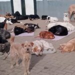 Eine Gruppe von etwa zwanzig Hunden verschiedener Rassen und Größen liegt und entspannt sich auf Teppichen und Pflastersteinen in der Nähe einer Mauer, während einige Hunde stehen oder sitzen und in die Kamera schauen.